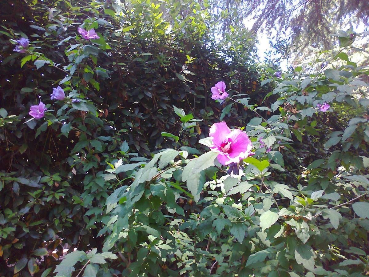 B&B Appia Felis Rome Luaran gambar